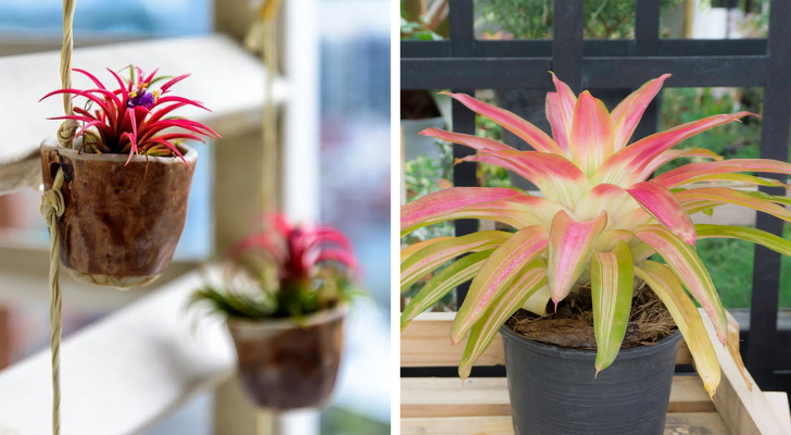 15 Houseplants That Are Good for Your Health