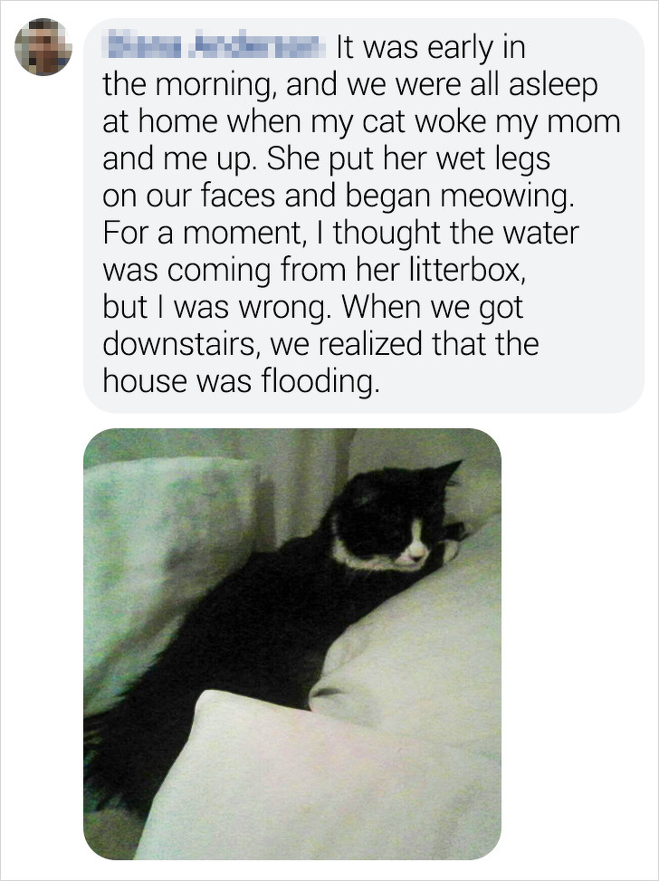 18 Bright Side Readers Shared How Their Pets Became Heroes When Danger Was Close