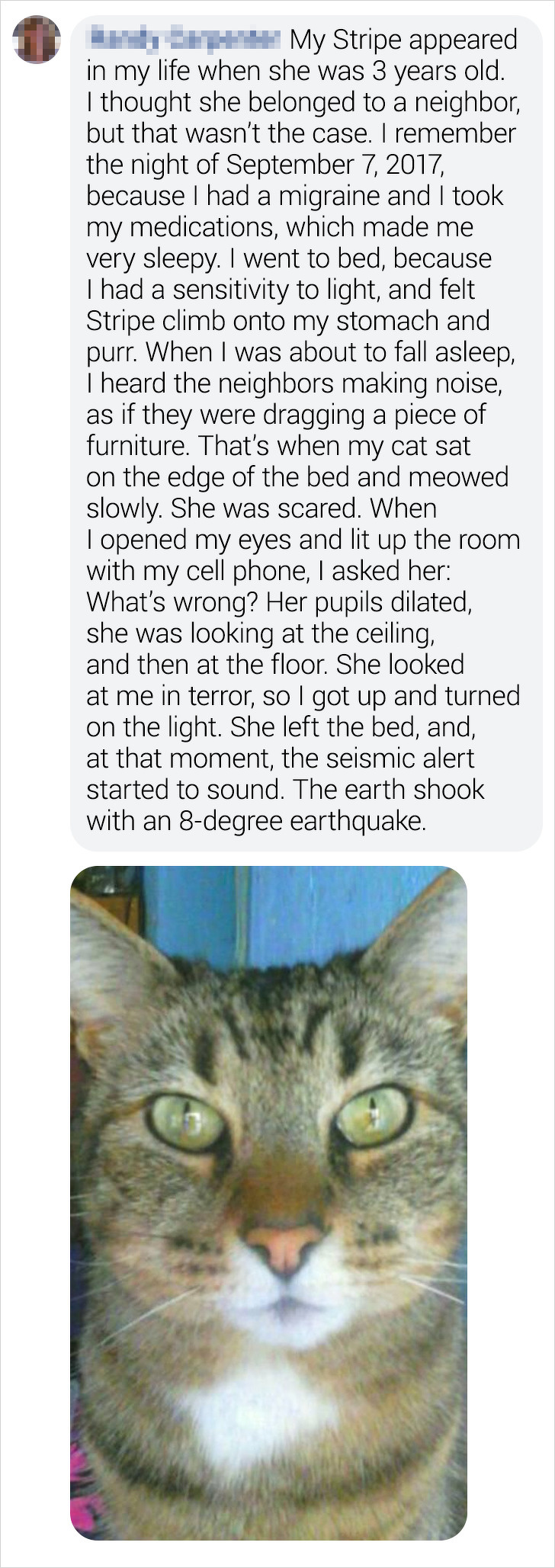 18 Bright Side Readers Shared How Their Pets Became Heroes When Danger Was Close