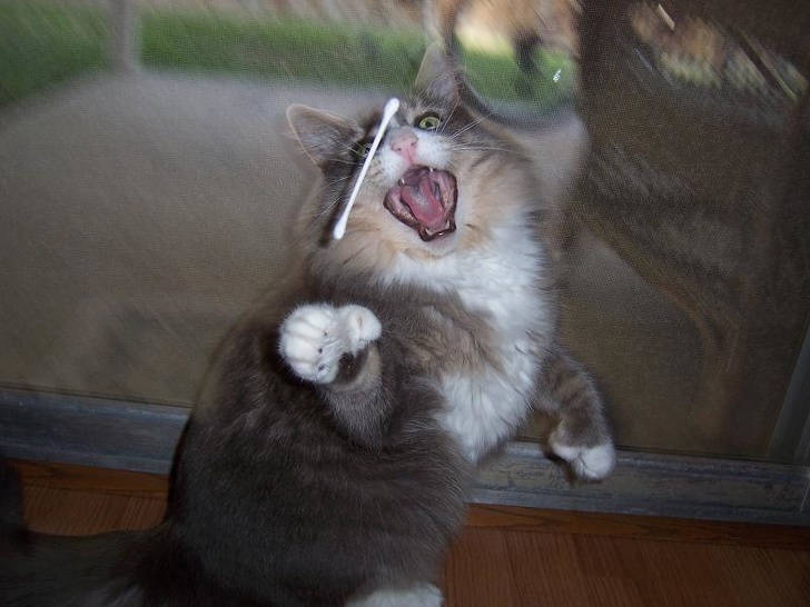 24 Cats You Won’t Try to Mess With