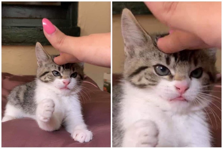 24 Cats You Won’t Try to Mess With