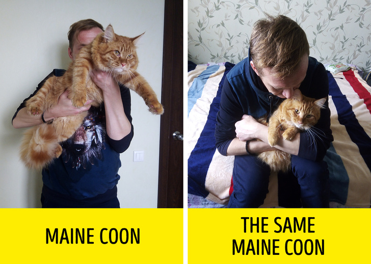 9 Facts About Maine Coon Cats That Breeders Don’t Talk About