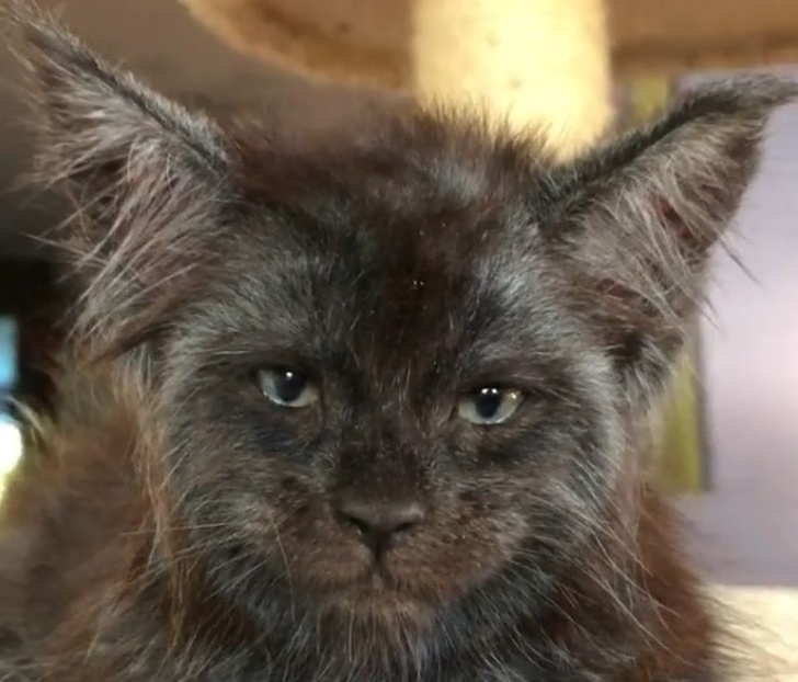 A Girl Breeds Maine Coons Whose Faces Look a Lot Like Human Ones