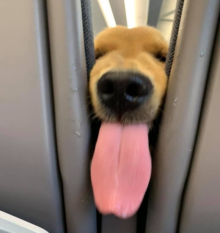 A Puppy Got Bored During a Long Flight and Entertained His Neighbors for Fun. This is Exactly the Vibe You Need to Survive a Long Day at Work