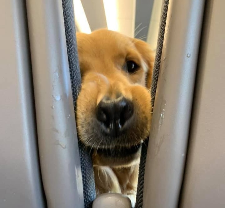A Puppy Got Bored During a Long Flight and Entertained His Neighbors for Fun. This is Exactly the Vibe You Need to Survive a Long Day at Work