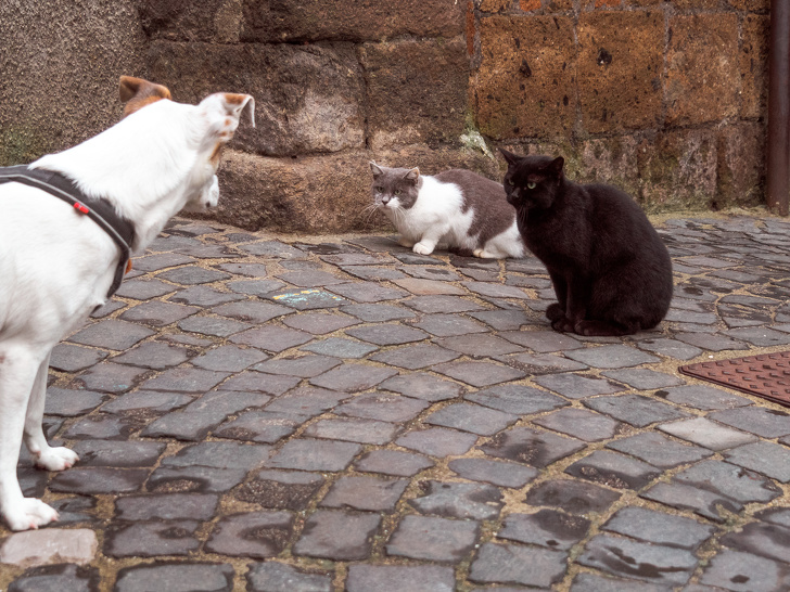 People From Japan Share a Game Changing Way to Find Your Lost Pet: Ask Stray Cats for Help