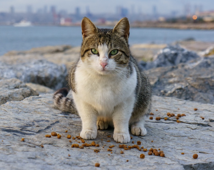 People From Japan Share a Game Changing Way to Find Your Lost Pet: Ask Stray Cats for Help