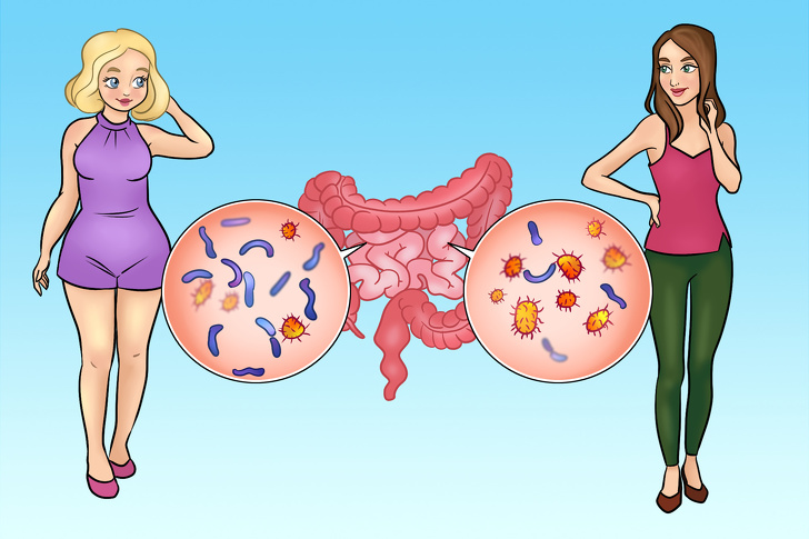 Studies Show That Your Waist Size Is Linked to Your Gut Bacteria