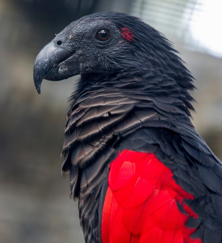 The Dracula Parrot Is a Real Goth Among Birds, and It’s Frightfully Gorgeous