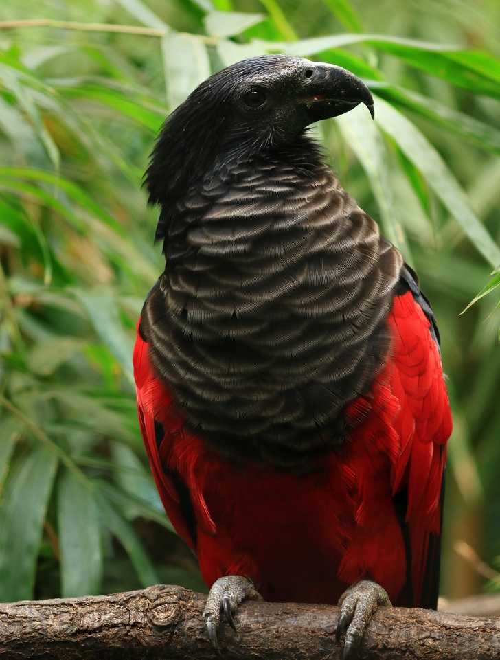 The Dracula Parrot Is a Real Goth Among Birds, and It’s Frightfully Gorgeous