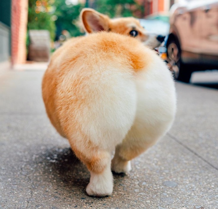 You Can Now Buy Leggings That Will Turn Your Booty Into a Corgi’s, and It’s a Thing