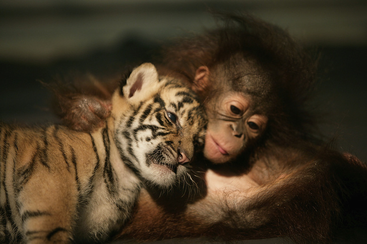 12 Facts That Prove Animals Can Be Even More Humane Than We Are