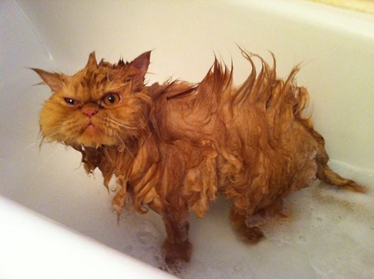 15 Animals That Got Soaking Wet and We Couldn’t Laugh Any Harder at Them