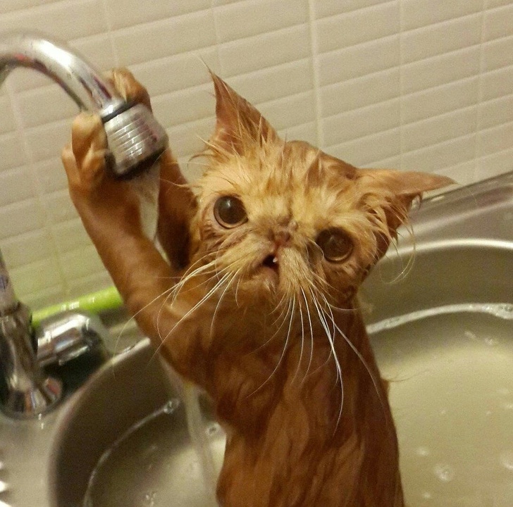 15 Animals That Got Soaking Wet and We Couldn’t Laugh Any Harder at Them