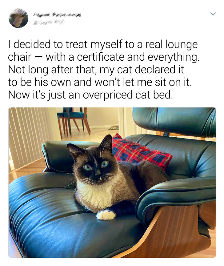 20+ Absurd Situations That Only Cat Owners Could Get Into