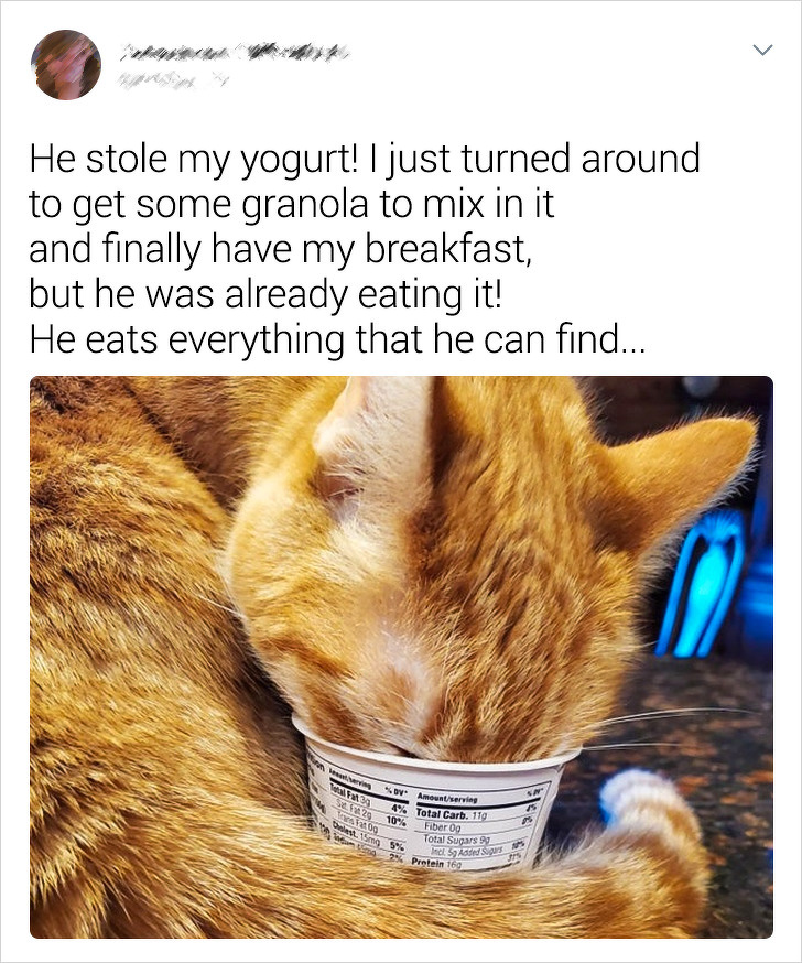 20+ Absurd Situations That Only Cat Owners Could Get Into