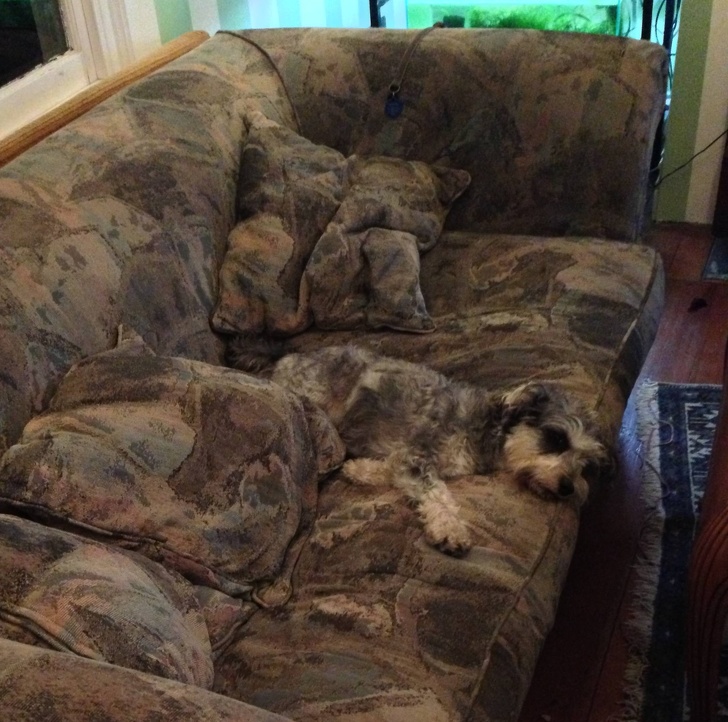 20 Animals Who Are Masters of Hide and Seek. Try to Find Them All