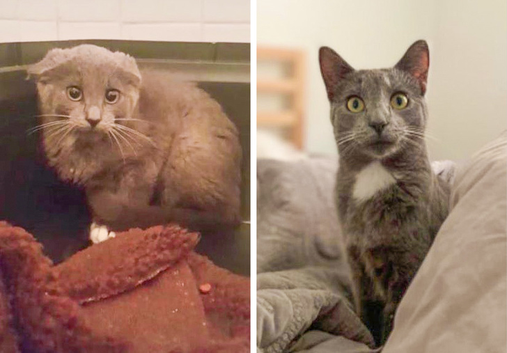 20 Before and After Photos of Adopted Animals That Prove Love Can Move Mountains