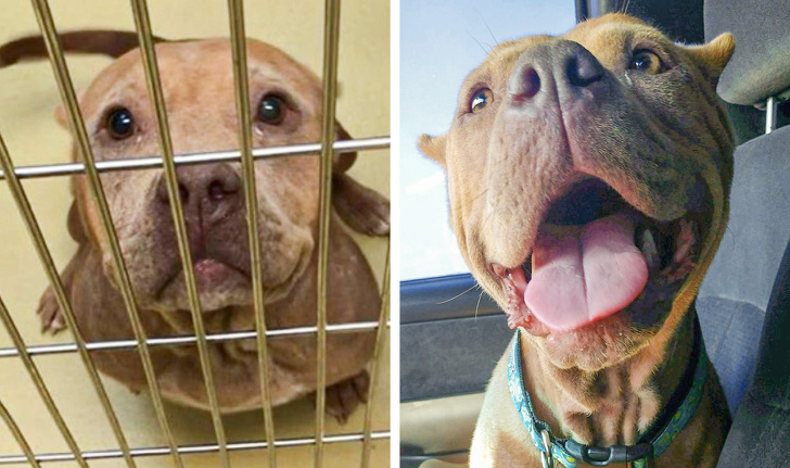 20 Before and After Photos of Adopted Animals That Prove Love Can Move Mountains