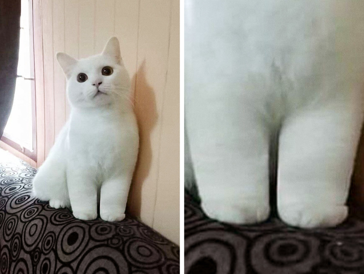 20+ Cats That Made Us Wonder If Nature Used Photoshop to Create Them