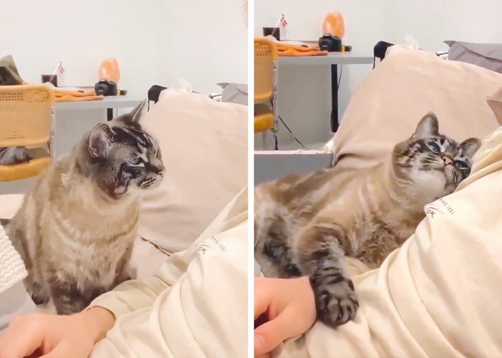 20+ Photos Showing the Amazing Changes That Come With Fluffy Paws