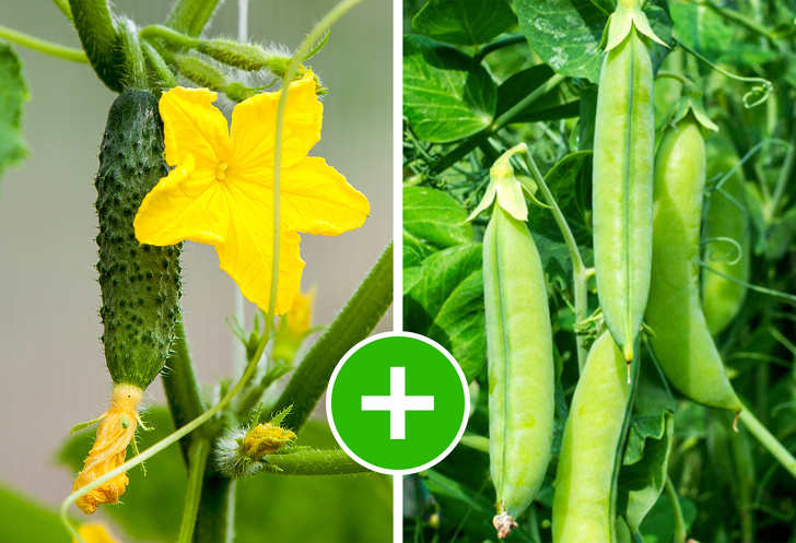 8 Vegetable Pairs That Grow Perfectly Together and 5 Combos to Avoid