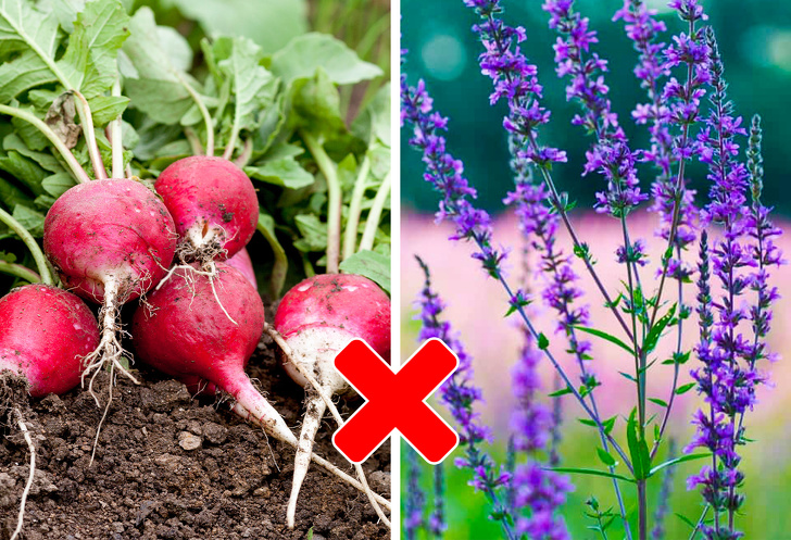 8 Vegetable Pairs That Grow Perfectly Together and 5 Combos to Avoid