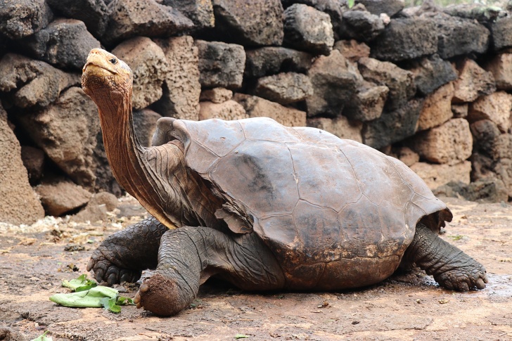 A 100-Year-Old Giant Tortoise Fathers 800 Babies and Saves His Species From Going Extinct