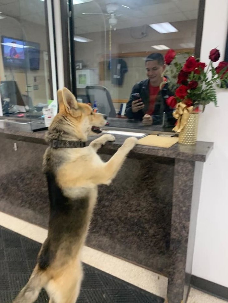 A Lost Dog Comes to a Local Police Station to Say He’s Missing