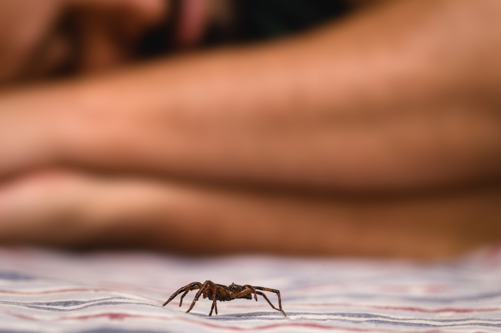 How to Get Rid of 10 Kinds of Pests That Invade Your Home