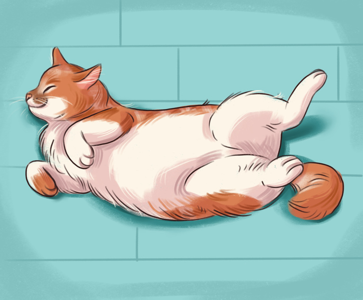 What a Sleeping Position Can Reveal About Your Cat