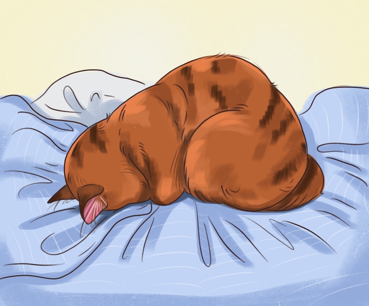 What a Sleeping Position Can Reveal About Your Cat